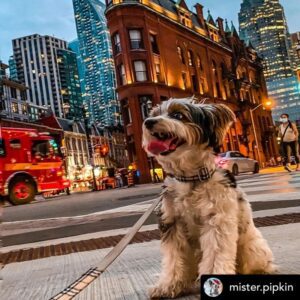 The Stylish Poster Pups of Old Town Toronto